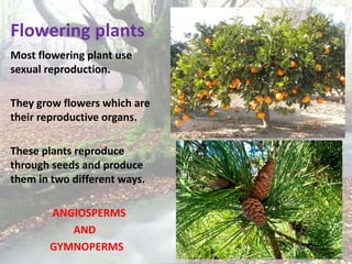 Unit 4 the plant kingdom | PPT