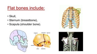 Unit 4 the skeletal system | PPTX