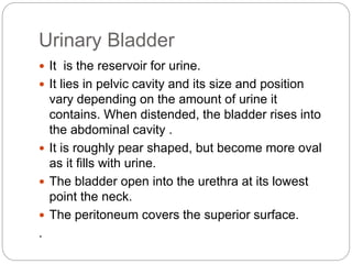 Distented Bladder Unit 4 urinary system | PPTX