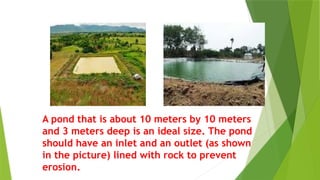 A pond that is about 10 meters by 10 meters
and 3 meters deep is an ideal size. The pond
should have an inlet and an outlet (as shown
in the picture) lined with rock to prevent
erosion.
 