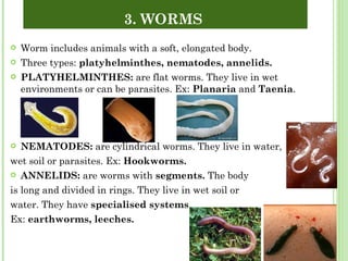 Worm includes animals with a soft, elongated body. Three types:  platyhelminthes, nematodes, annelids. PLATYHELMINTHES:  are flat worms. They live in wet environments or can be parasites. Ex:  Planaria  and  Taenia . NEMATODES:  are cylindrical worms. They live in water,  wet soil or parasites. Ex:  Hookworms. ANNELIDS:  are worms with  segments.  The body is long and divided in rings. They live in wet soil or water. They have  specialised systems . Ex:  earthworms, leeches. 3. WORMS  