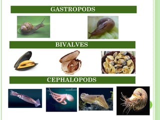 GASTROPODS  BIVALVES  CEPHALOPODS  