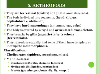 They are  terrestrial  (spiders) or  aquatic  animals (crabs).  The body is divided into segments. ( head, thorax, cephalotorax, abdomen ) They have  hard appendages  (antennas, legs, palps) The body is covered by a rigid and  articulated exoskeleton. They breathe by  gills (aquatic)  or by  tracheas (terrestrials). They reproduce sexually and some of them have complete or incomplete  metamorphosis. Classification:  Chelicerates (spiders, scorpions, mites) Mandibulates: Crustaceans (Crabs, shrimps, lobsters) Myriapods (Millipedes, centipedes) Insects (grasshopper, butterfly, fly, wasp…) 5. ARTHROPODS  