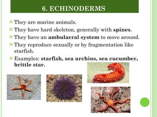 They are marine animals. They have hard skeleton, generally with  spines . They have an  ambulacral system  to move around. They reproduce sexually or by fragmentation like starfish. Examples:  starfish, sea urchins, sea cucumber, brittle star. 6. ECHINODERMS  