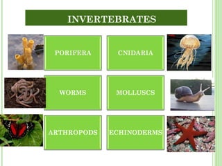 INVERTEBRATES 
