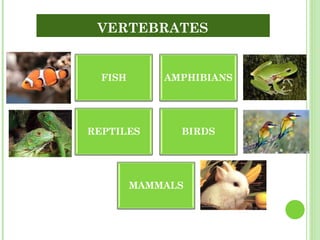 VERTEBRATES 