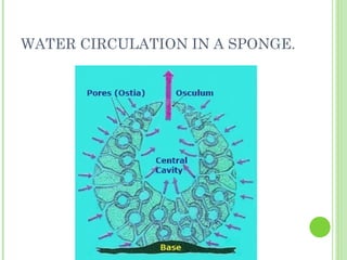 WATER CIRCULATION IN A SPONGE. 