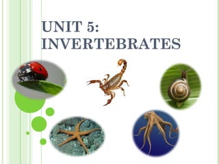 UNIT 5: INVERTEBRATES 