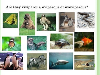<ul><li>Are they viviparous, oviparous or ovoviparous? </li></ul>