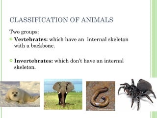 CLASSIFICATION OF ANIMALS <ul><li>Two groups: </li></ul><ul><li>Vertebrates:  which have an  internal skeleton with a back...