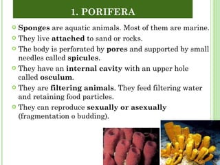 1. PORIFERA  <ul><li>Sponges  are aquatic animals. Most of them are marine. </li></ul><ul><li>They live  attached  to sand...
