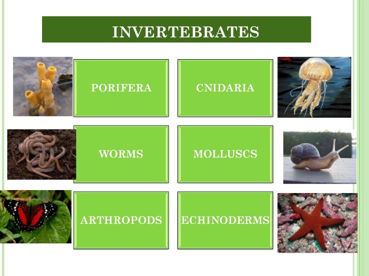 Unit 5 Invertebrates