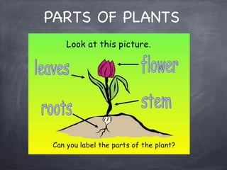 PARTS OF PLANTS

 