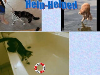 Unit 5 from 6º Heroes from Scotland