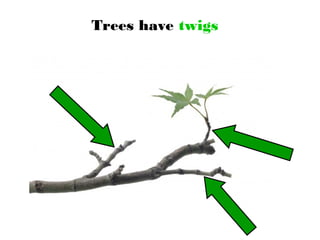 Trees have twigs
 
