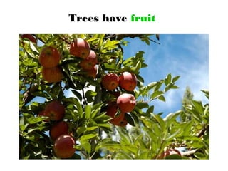 Trees have fruit
 