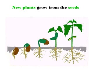 New plants grow from the seeds
 