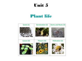Unit 5
Plant life
 