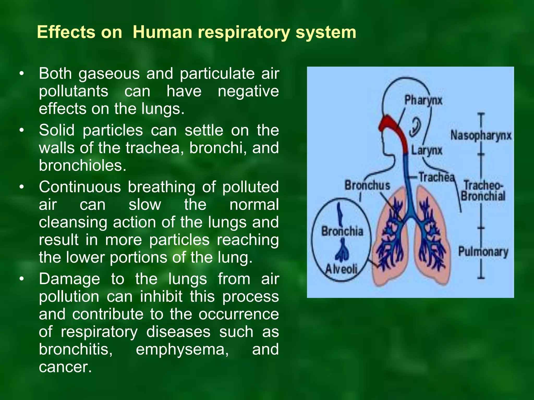 • Both gaseous and particulate air
pollutants can have negative
effects on the lungs.
• Solid particles can settle on the
walls of the trachea, bronchi, and
bronchioles.
• Continuous breathing of polluted
air can slow the normal
cleansing action of the lungs and
result in more particles reaching
the lower portions of the lung.
• Damage to the lungs from air
pollution can inhibit this process
and contribute to the occurrence
of respiratory diseases such as
bronchitis, emphysema, and
cancer.
Effects on Human respiratory system
 