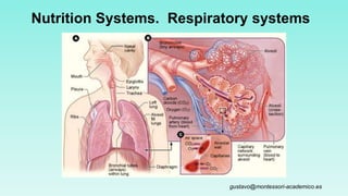 Nutrition Systems. Respiratory systems
gustavo@montessori-academico.es
 