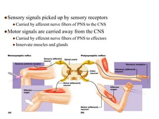 Sensory Input and Motor Output
Sensory signals picked up by sensory receptors
 Carried by afferent nerve fibers of PNS to the CNS
Motor signals are carried away from the CNS
 Carried by efferent nerve fibers of PNS to effectors
 Innervate muscles and glands
 