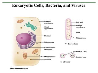 Eukaryotic Cells, Bacteria, and Viruses
 