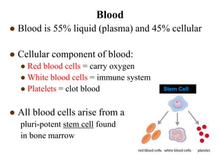 Blood
 Blood is 55% liquid (plasma) and 45% cellular
 Cellular component of blood:
 Red blood cells = carry oxygen
 White blood cells = immune system
 Platelets = clot blood
 All blood cells arise from a
pluri-potent stem cell found
in bone marrow
Stem Cell
 