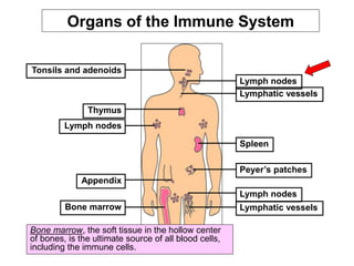Organs of the Immune System
Tonsils and adenoids
Lymph nodes
Bone marrow
Appendix
Lymphatic vessels
Lymph nodes
Thymus
Peyer’s patches
Spleen
Lymphatic vessels
Lymph nodes
Bone marrow, the soft tissue in the hollow center
of bones, is the ultimate source of all blood cells,
including the immune cells.
 