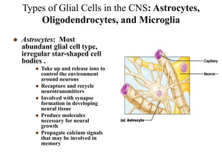 Types of Glial Cells in the CNS: Astrocytes,
Oligodendrocytes, and Microglia
 Astrocytes: Most
abundant glial cell type,
irregular star-shaped cell
bodies .
 Take up and release ions to
control the environment
around neurons
 Recapture and recycle
neurotransmitters
 Involved with synapse
formation in developing
neural tissue
 Produce molecules
necessary for neural
growth
 Propagate calcium signals
that may be involved in
memory
 