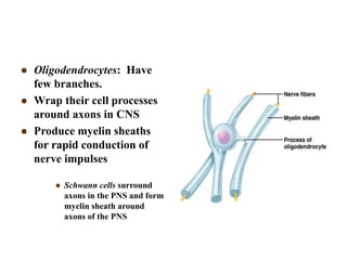  Oligodendrocytes: Have
few branches.
 Wrap their cell processes
around axons in CNS
 Produce myelin sheaths
for rapid conduction of
nerve impulses
 Schwann cells surround
axons in the PNS and form
myelin sheath around
axons of the PNS
 