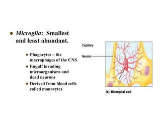  Microglia: Smallest
and least abundant.
 Phagocytes – the
macrophages of the CNS
 Engulf invading
microorganisms and
dead neurons
 Derived from blood cells
called monocytes
 