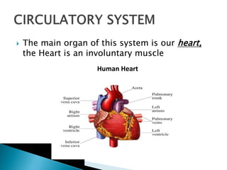 Heart Involuntary unit 5.pdf