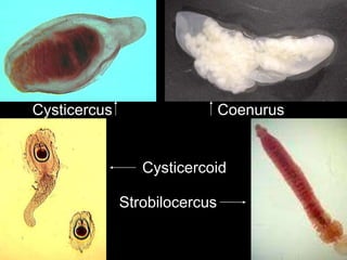 u,d,ds,.s,d.s,.d,çwleç,,d,nit 5. Tapeworms.ppt