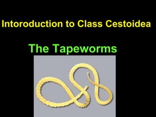 Intoroduction to Class Cestoidea
The Tapeworms
 