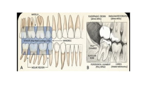 Comprehensive Guide to Bitewing X-Ray Procedure in Dentistry | PPTX