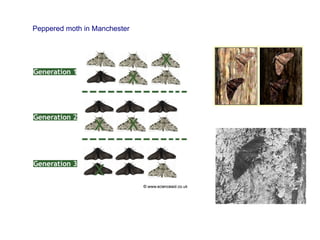 Manchester Moth Unit5 biological evolution | PDF