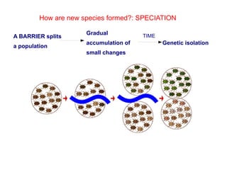 Evolution Isolation Unit5 biological evolution | PDF