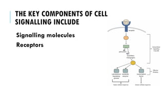 THE KEY COMPONENTS OF CELL
SIGNALLING INCLUDE
Signalling molecules
Receptors
 