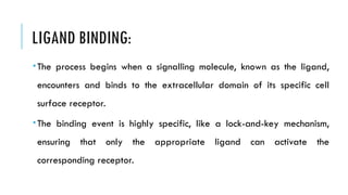 LIGAND BINDING:
The process begins when a signalling molecule, known as the ligand,
encounters and binds to the extracellular domain of its specific cell
surface receptor.
The binding event is highly specific, like a lock-and-key mechanism,
ensuring that only the appropriate ligand can activate the
corresponding receptor.
 