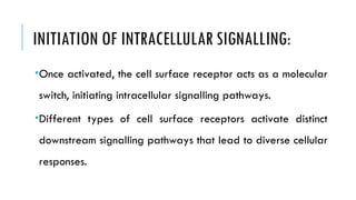 INITIATION OF INTRACELLULAR SIGNALLING:
Once activated, the cell surface receptor acts as a molecular
switch, initiating intracellular signalling pathways.
Different types of cell surface receptors activate distinct
downstream signalling pathways that lead to diverse cellular
responses.
 