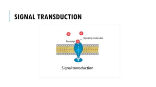 SIGNAL TRANSDUCTION
 
