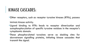 KINASE CASCADES:
Other receptors, such as receptor tyrosine kinases (RTKs), possess
intrinsic kinase activity.
Ligand binding to RTKs leads to receptor dimerization and
autophosphorylation of specific tyrosine residues in the receptor's
cytoplasmic domain.
These phosphorylated tyrosines serve as docking sites for
downstream signalling proteins, initiating kinase cascades that
transmit the signal.
 