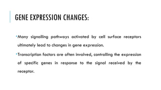 GENE EXPRESSION CHANGES:
Many signalling pathways activated by cell surface receptors
ultimately lead to changes in gene expression.
Transcription factors are often involved, controlling the expression
of specific genes in response to the signal received by the
receptor.
 