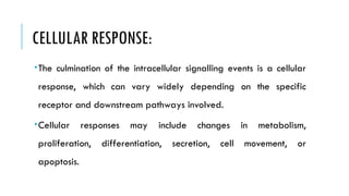 CELLULAR RESPONSE:
The culmination of the intracellular signalling events is a cellular
response, which can vary widely depending on the specific
receptor and downstream pathways involved.
Cellular responses may include changes in metabolism,
proliferation, differentiation, secretion, cell movement, or
apoptosis.
 