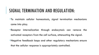 SIGNAL TERMINATION AND REGULATION:
To maintain cellular homeostasis, signal termination mechanisms
come into play.
Receptor internalization through endocytosis can remove the
activated receptors from the cell surface, attenuating the signal.
Negative feedback loops and other regulatory mechanisms ensure
that the cellular response is appropriately controlled.
 