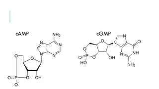 cAMP cGMP
 