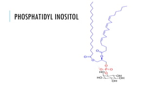 PHOSPHATIDYL INOSITOL
 