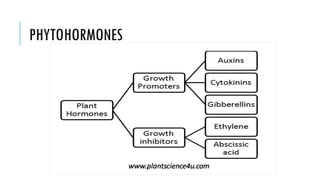 PHYTOHORMONES
 