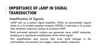 IMPORTANCE OF cAMP IN SIGNAL
TRANSDUCTION
Amplification of Signals:
cAMP acts as a potent signal amplifier. When an extracellular ligand
binds to a G protein-coupled receptor (GPCR), it activates a G protein
that stimulates adenylyl cyclase to produce cAMP.
Each activated adenylyl cyclase can generate many cAMP molecules,
leading to a significant amplification of the initial signal.
This amplification step ensures that even small changes in the
extracellular environment can trigger robust cellular responses.
 