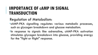 IMPORTANCE OF cAMP IN SIGNAL
TRANSDUCTION
Regulation of Metabolism:
cAMP-PKA signalling regulates various metabolic processes,
such as glycogen breakdown and glucose metabolism.
In response to signals like adrenaline, cAMP-PKA activation
stimulates glycogen breakdown into glucose, providing energy
for the "fight or flight" response.
 